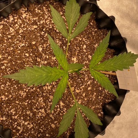 FastBerry growlog timeline photo