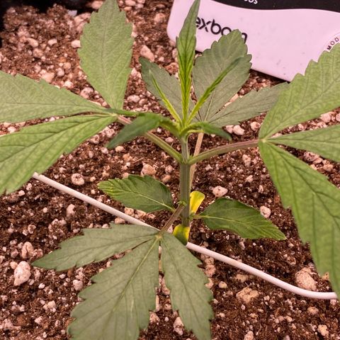 FastBerry growlog timeline photo