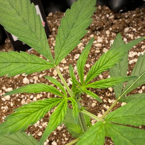 FastBerry growlog timeline photo