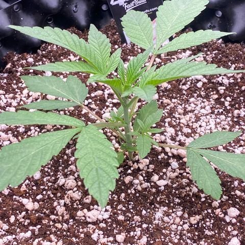 Gorilla Glue #4 growlog timeline photo