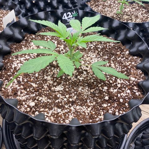 Gorilla Glue #4 growlog timeline photo
