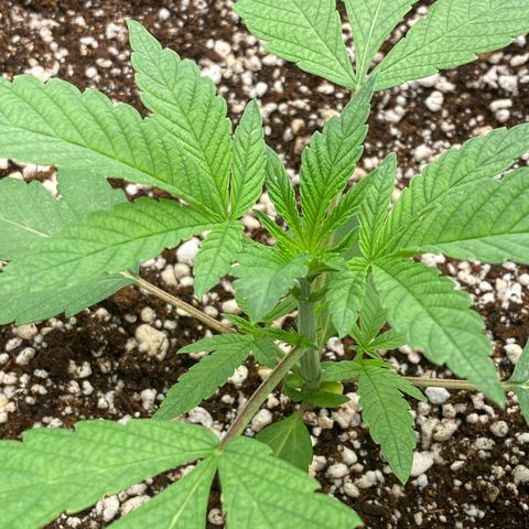 Gorilla Glue #4 growlog timeline photo