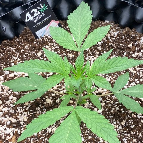 Gorilla Glue #4 growlog timeline photo