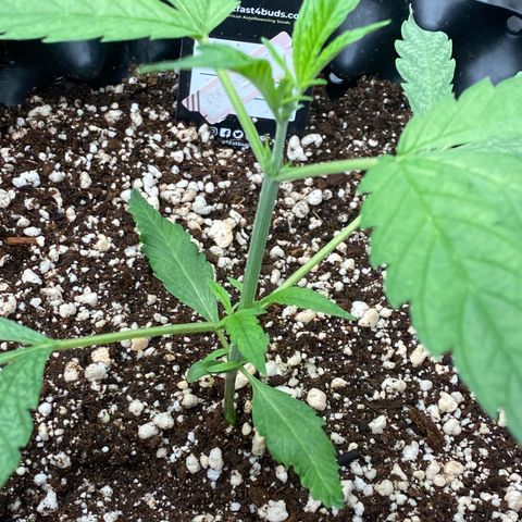 Banana Purple Punch growlog timeline photo