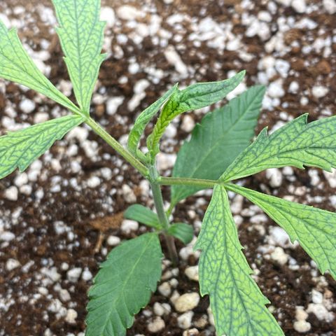 Banana Purple Punch growlog timeline photo