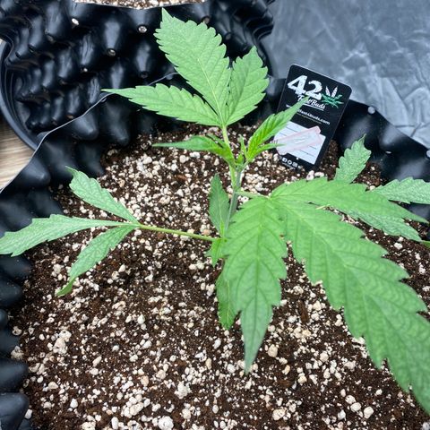 Banana Purple Punch growlog timeline photo