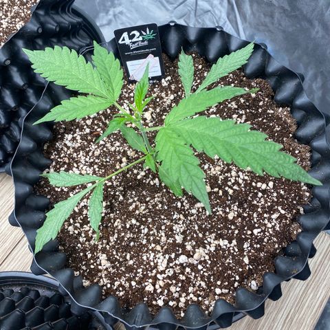 Banana Purple Punch growlog timeline photo