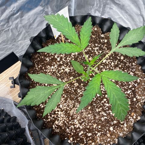 FastBerry growlog timeline photo
