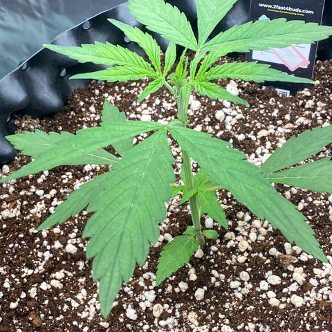 FastBerry growlog timeline photo