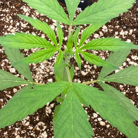 FastBerry growlog timeline photo
