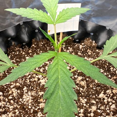 FastBerry growlog timeline photo