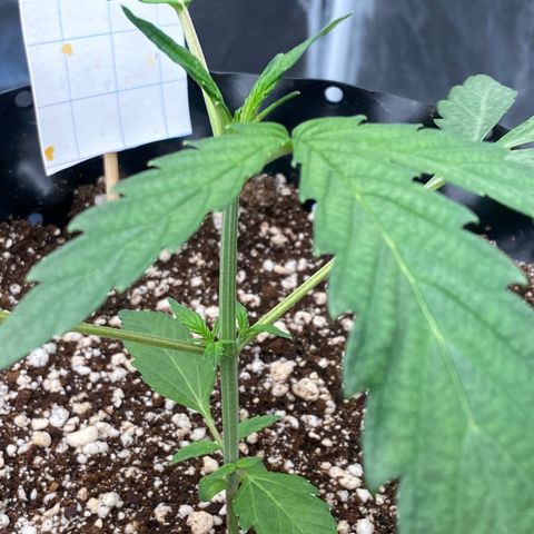 FastBerry growlog timeline photo