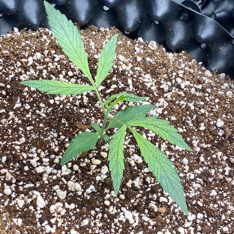 Banana Purple Punch growlog timeline photo