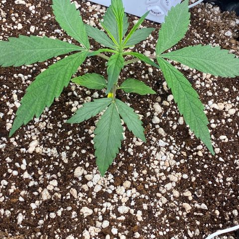 FastBerry growlog timeline photo