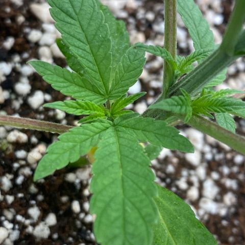 Gorilla Glue #4 growlog timeline photo