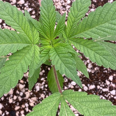 Gorilla Glue #4 growlog timeline photo