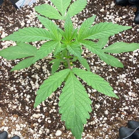 Gorilla Glue #4 growlog timeline photo