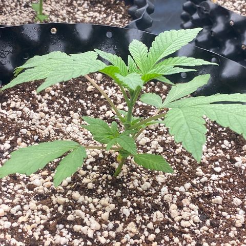 Gorilla Glue #4 growlog timeline photo