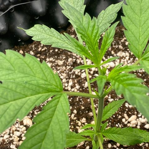 Banana Purple Punch growlog timeline photo