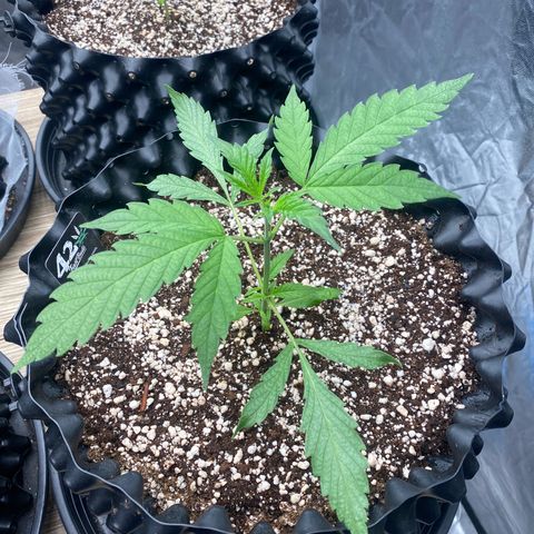 Banana Purple Punch growlog timeline photo