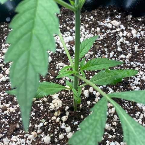 Banana Purple Punch growlog timeline photo