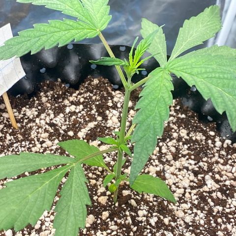 FastBerry growlog timeline photo