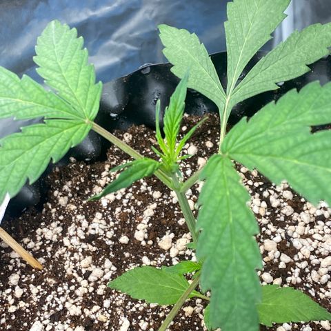 FastBerry growlog timeline photo