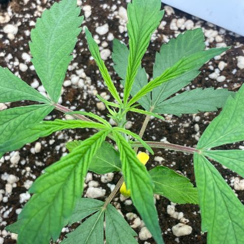FastBerry growlog timeline photo