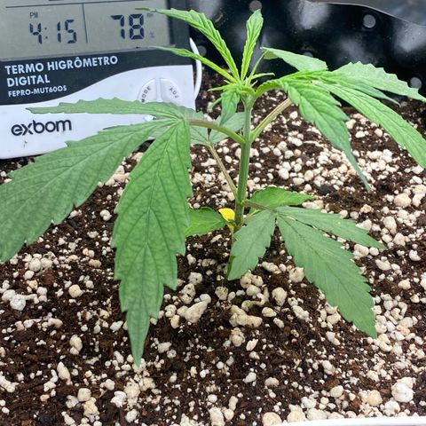 FastBerry growlog timeline photo