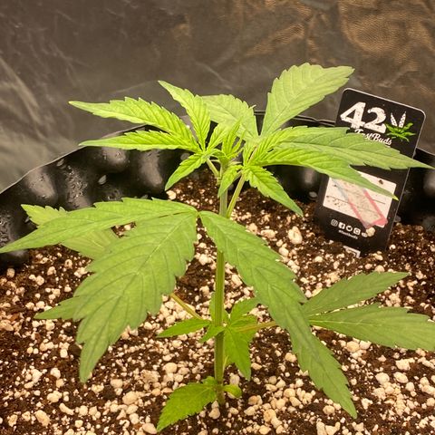 FastBerry growlog timeline photo