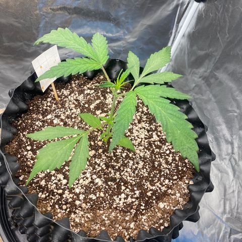 FastBerry growlog timeline photo