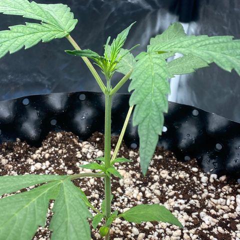 FastBerry growlog timeline photo