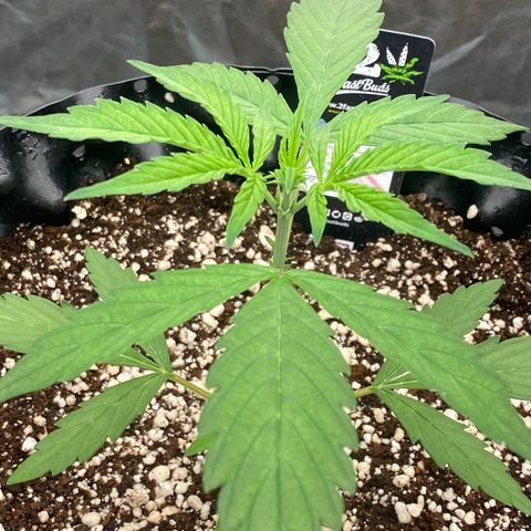 FastBerry growlog timeline photo