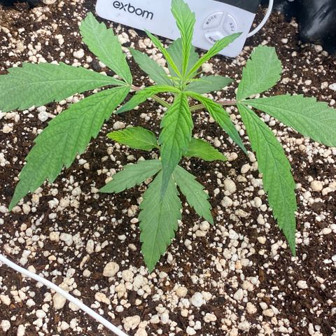 FastBerry growlog timeline photo