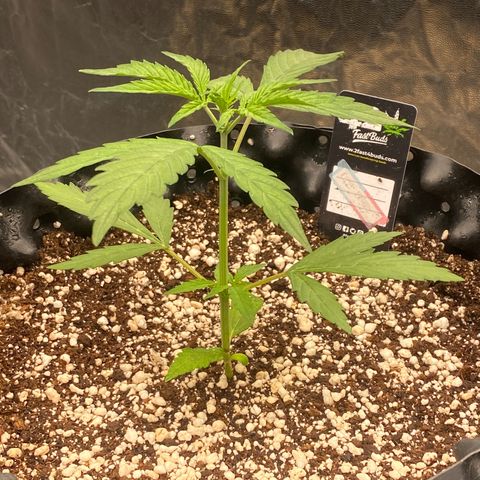 FastBerry growlog timeline photo