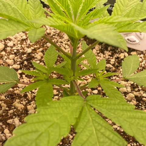 Gorilla Glue #4 growlog timeline photo