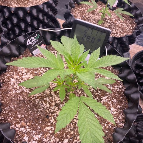 Gorilla Glue #4 growlog timeline photo