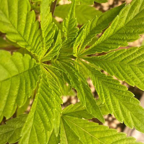 Gorilla Glue #4 growlog timeline photo