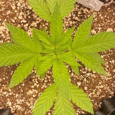 Gorilla Glue #4 growlog timeline photo