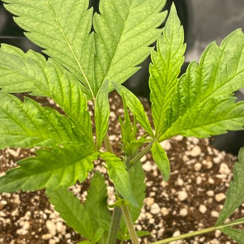 Banana Purple Punch growlog timeline photo