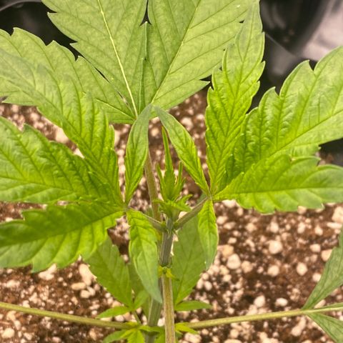 Banana Purple Punch growlog timeline photo