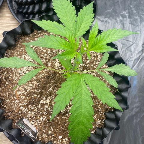 Banana Purple Punch growlog timeline photo