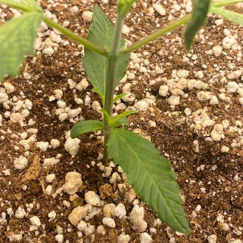 Banana Purple Punch growlog timeline photo