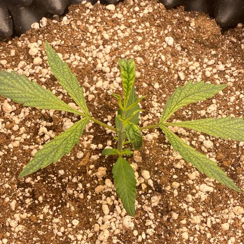 Banana Purple Punch growlog timeline photo