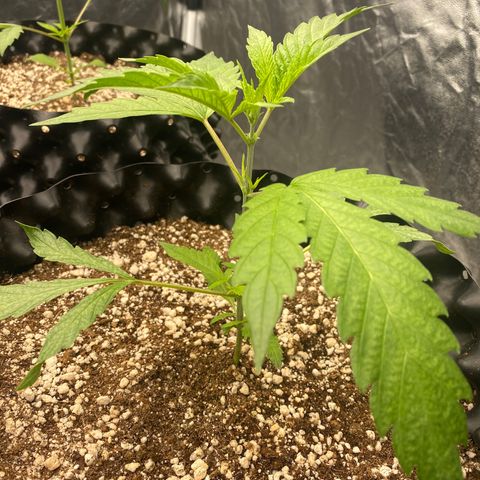 Banana Purple Punch growlog timeline photo
