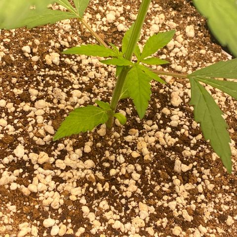 FastBerry growlog timeline photo