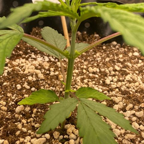 FastBerry growlog timeline photo