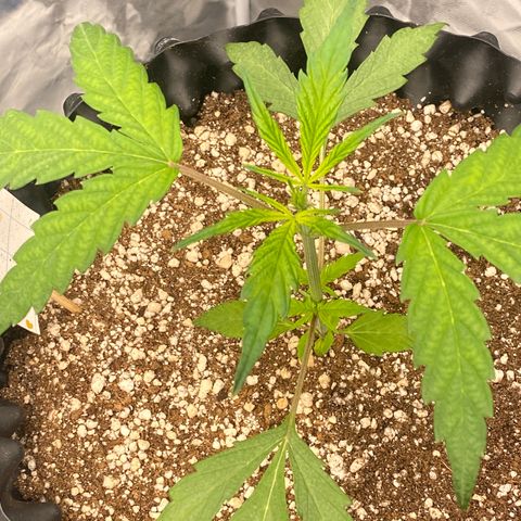 FastBerry growlog timeline photo