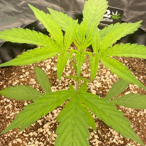 FastBerry growlog timeline photo