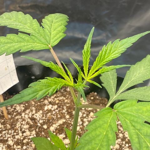 FastBerry growlog timeline photo